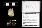 Foto (Objekt + Etikett) von Cracensigillatus acutirostrus (Moericke, 1889)  (NHMW-GEO-2014-0194-0670)